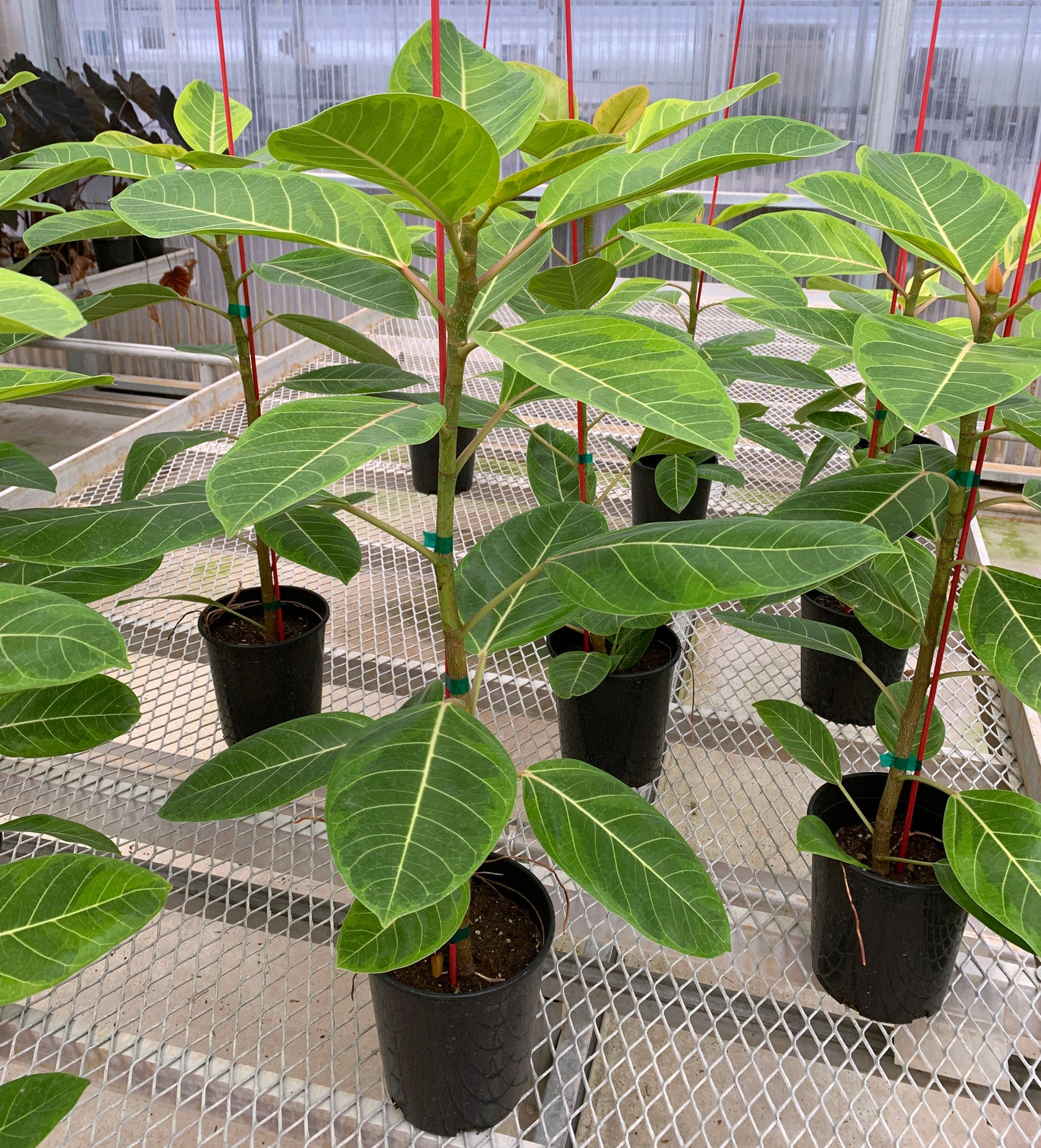 Numerous 1 gallon Ficus altissima 'Variegata'. The plants have sturdy stems, and the leaves show white veins and a mix of light green and dark green coloration.