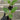 A 4 pack of Ficus altissima 'Variegata' with one starter plant pulled out to show detail. The four young ficus plants have upright stems and large, oval-shaped leaves featuring creamy yellow variegation along the edges and vibrant green centers.