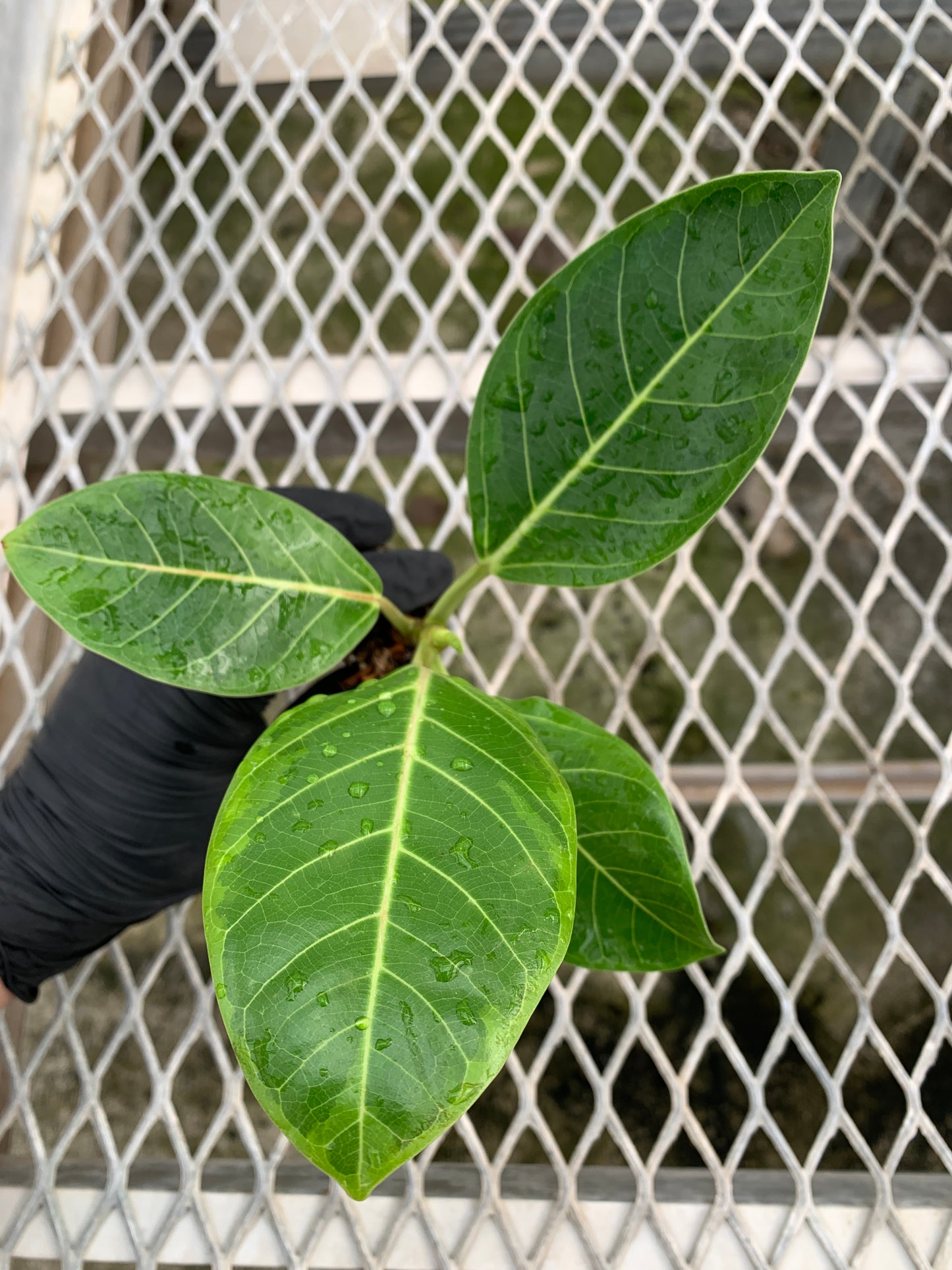 A Ficus altissima 'Variegata' starter plant. The young ficus plant has large, oval-shaped leaves with yellow variegation along their edges, darker green in the middle, and creamy yellow veins.