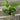 A 4 pack of Ficus altissima 'Variegata'. The four young ficus plants have upright stems and large, oval-shaped leaves with creamy yellow variegation along their edges and vibrant green centers.