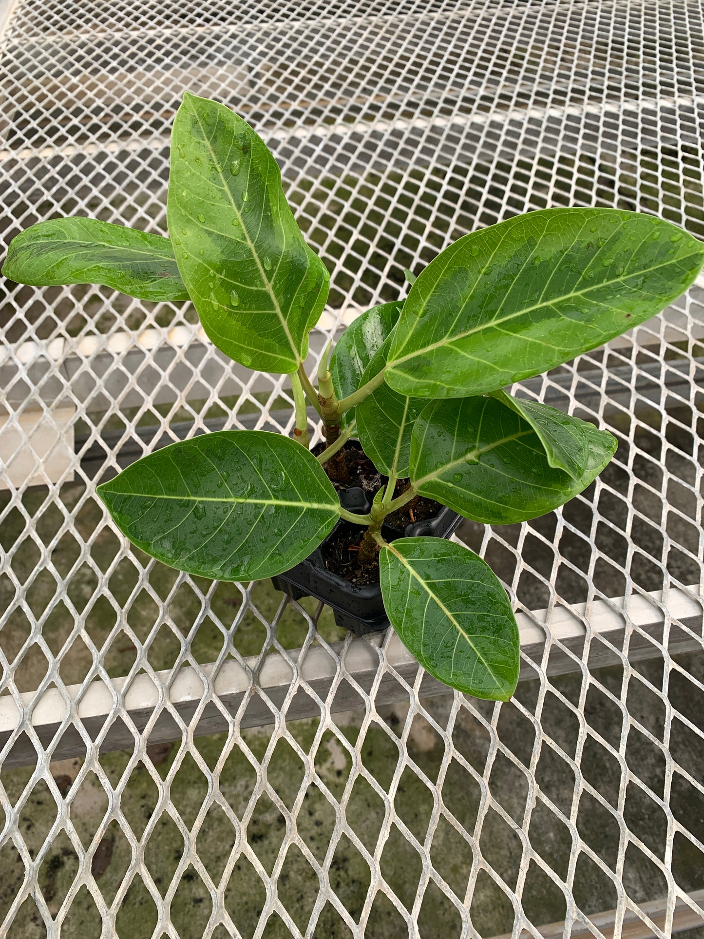 A 4 pack of Ficus altissima 'Variegata'. The four young ficus plants have upright stems and large, oval-shaped leaves with creamy yellow variegation along their edges and vibrant green centers.