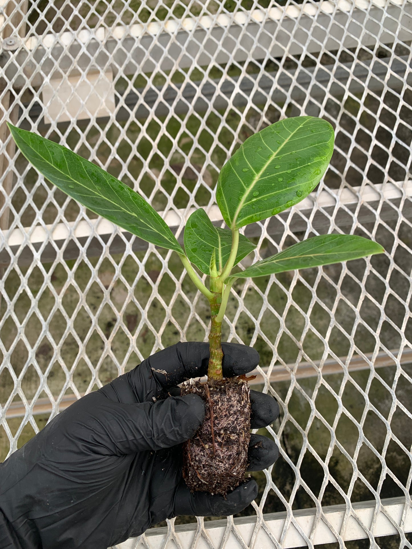 A Ficus altissima 'Variegata' starter plant. The young ficus plant has a sturdy, upright stem, and developed roots can be seen through the plant's compostable soil plug. Its leave are large and oval-shaped, with yellow variegation along their edges, darker green in the middle, and creamy yellow veins.