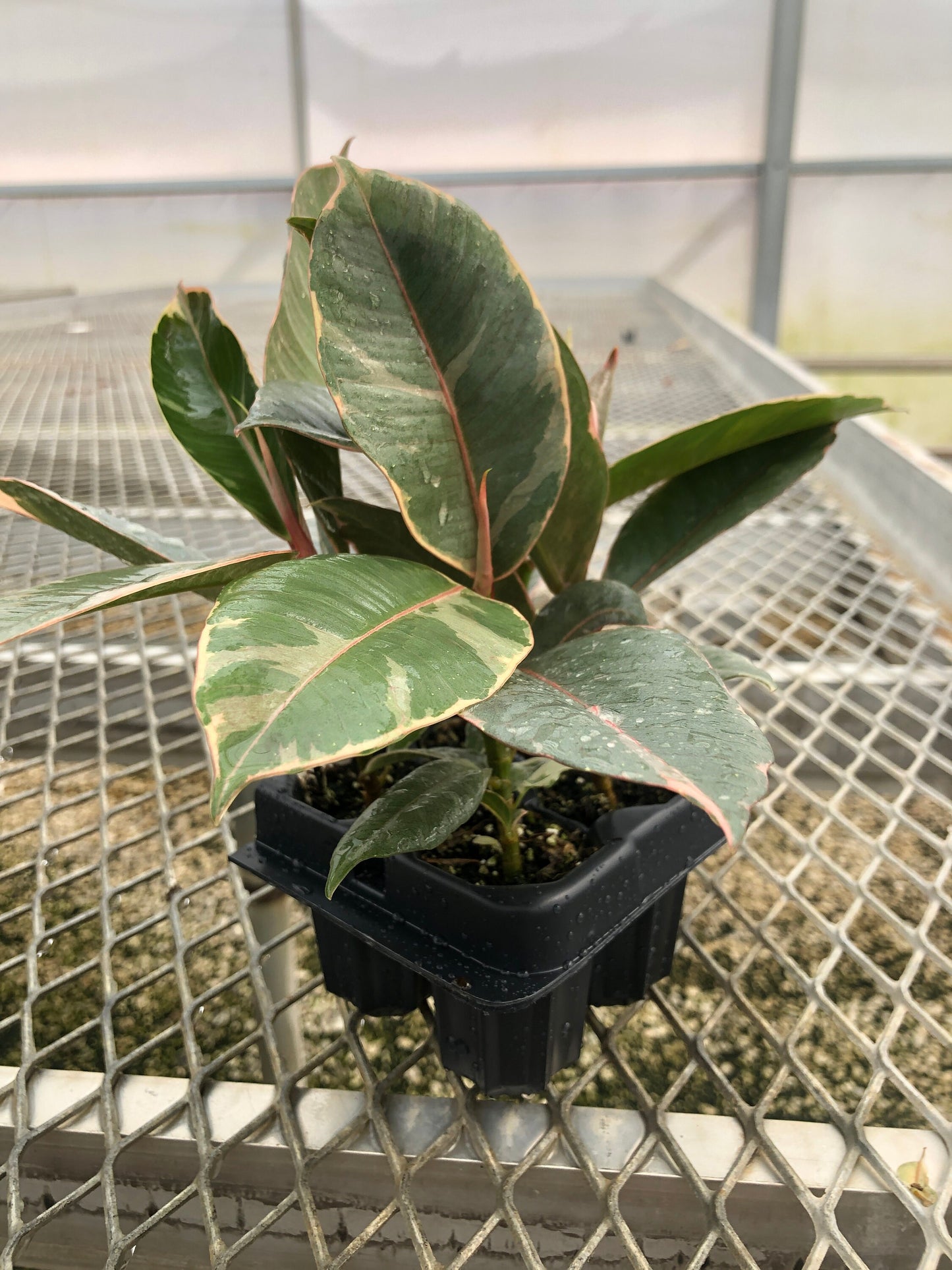 A 4 pack of Ficus elastica 'Tineke' houseplant plugs. The plugs display Tineke's characteristic creamy white and green variegated leaves, with pink-tinted new growth.
