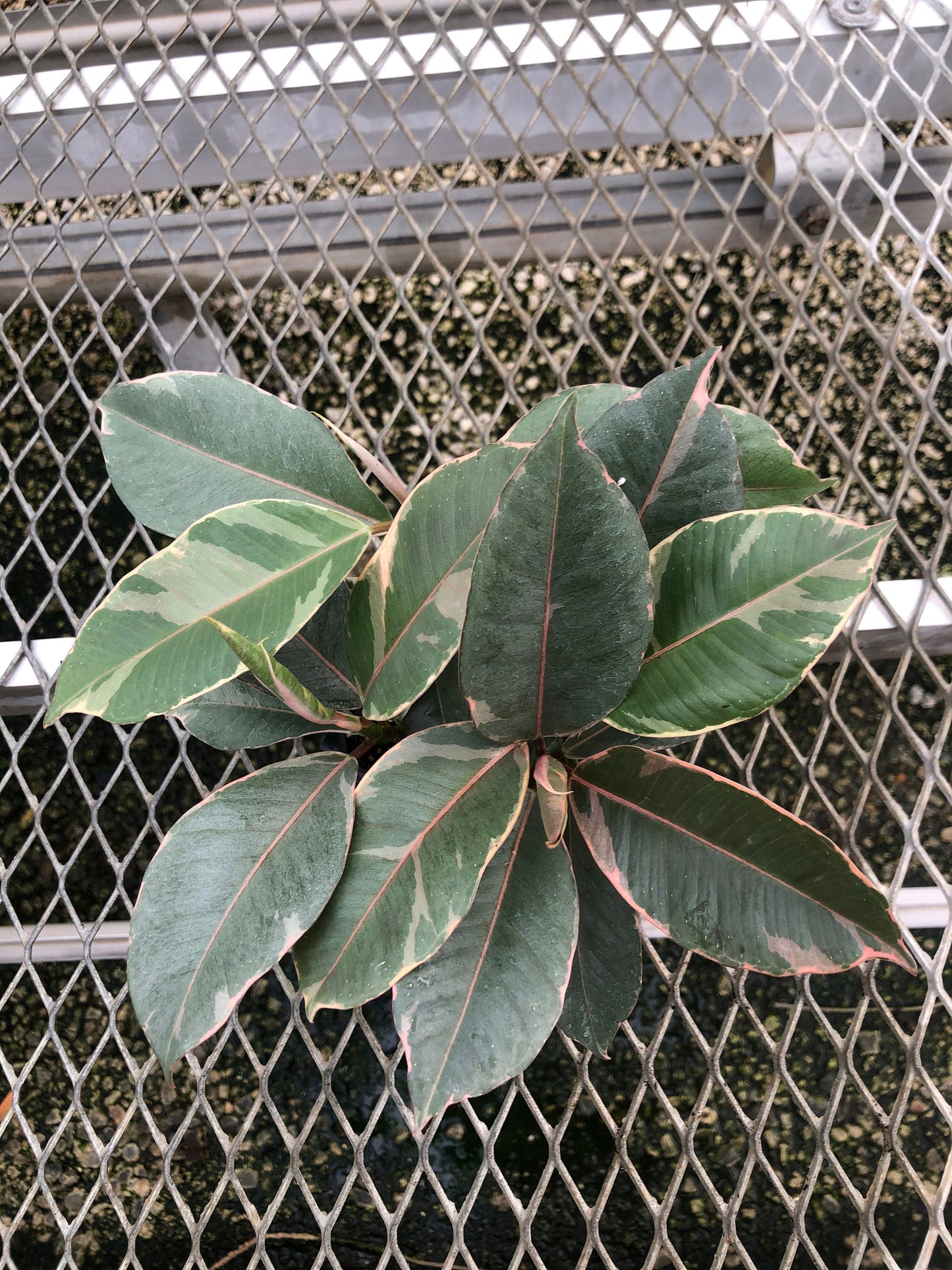 A 4 pack of Ficus elastica 'Tineke' houseplant plugs. The plugs display Tineke's characteristic creamy white and green variegated leaves, with pink-tinted new growth. These particular plugs have substantial cream-colored variegation.