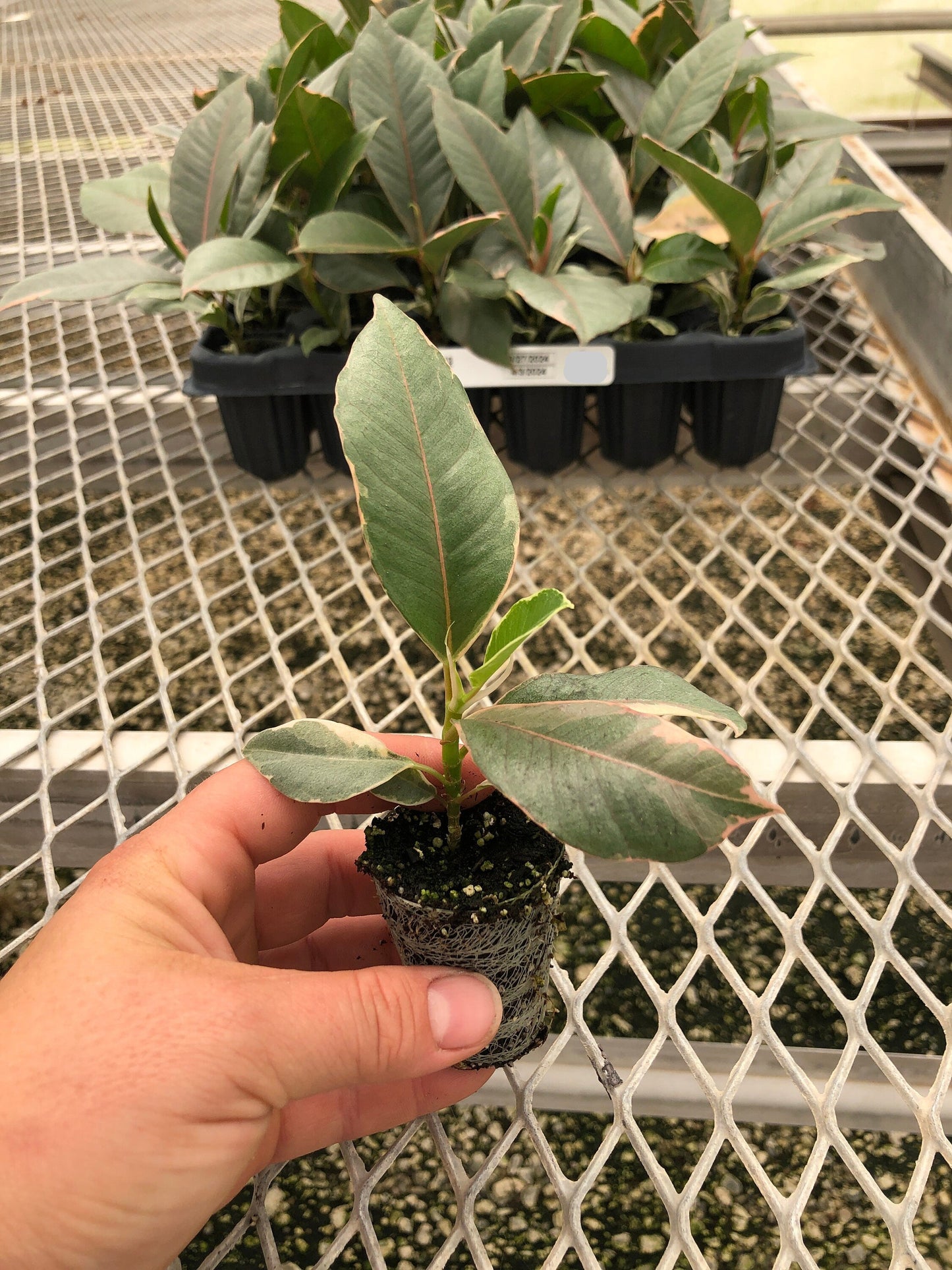 A 72 count tray of Ficus elastica 'Tineke' houseplant plugs, with one pulled out to show details. The young plant has creamy white and green variegated leaves, with pink-tinted new growth, and a sturdy stem.