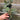 A 4 pack of Ficus elastica 'Tineke' houseplant plugs, with one pulled out to show details. The plug has creamy white and green variegated leaves, with pink-tinted new growth, and a sturdy stem.