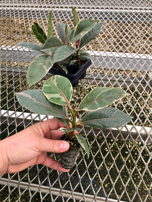A 4 pack of Ficus elastica 'Tineke' houseplant plugs, with one pulled out to show details. The plug has creamy white and green variegated leaves, with pink-tinted new growth, and a sturdy stem.