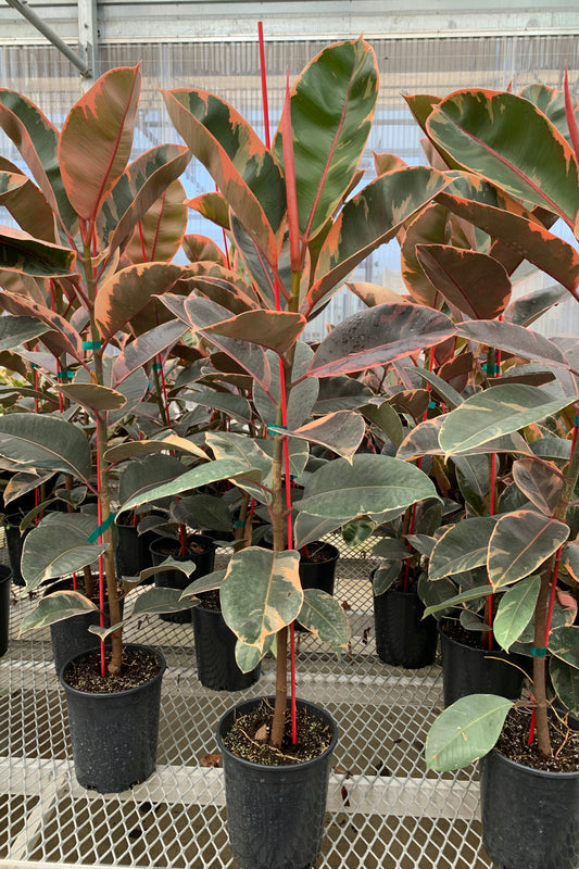 Multiple 1 gallon Ficus elastica 'Ruby' plants. The plants are each several feet tall, and show large ovate leaves with green, pink, and cream coloring.