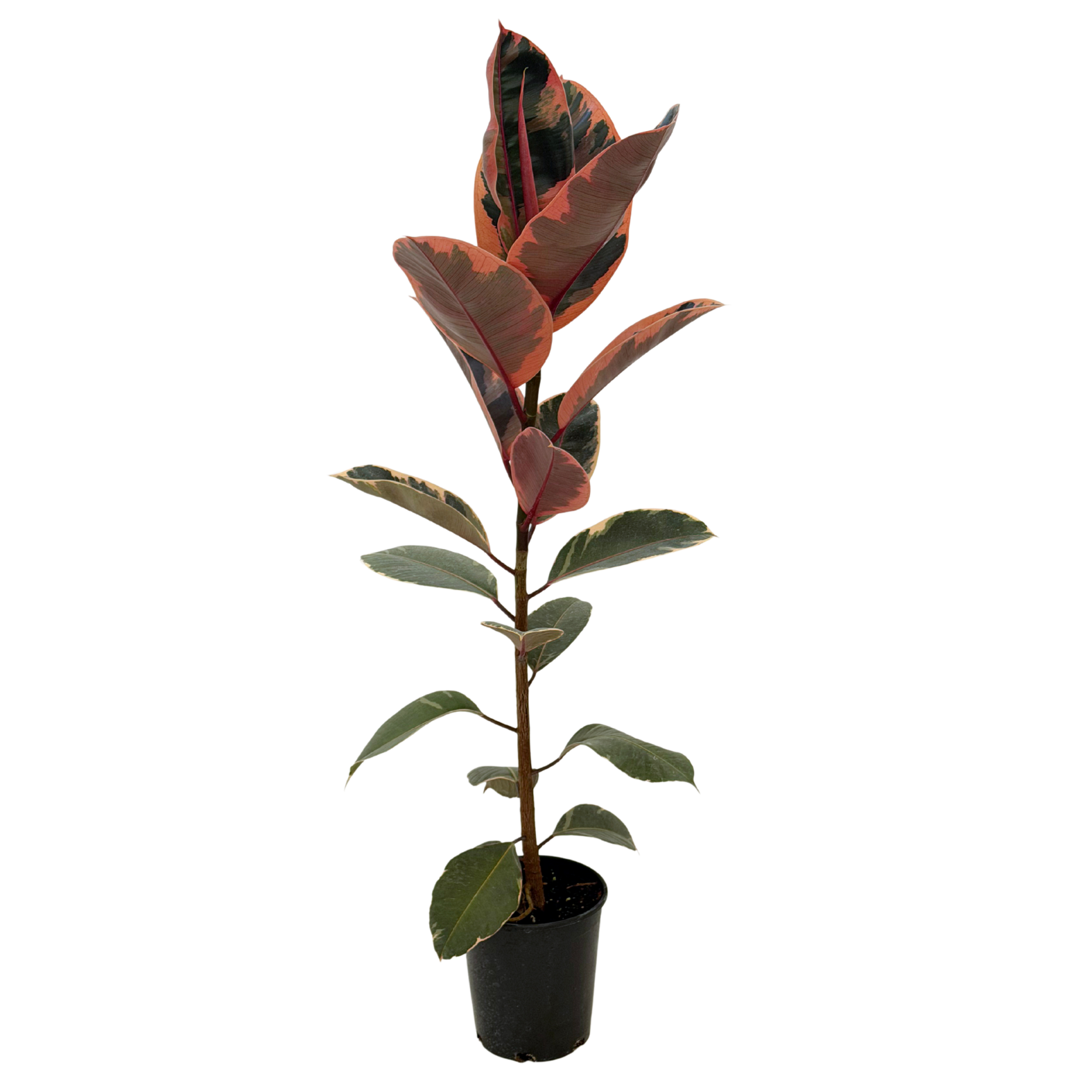 ruby red rubber tree Red Ruby Rubber Plant in 1 Gallon - Variegated Rubber Tree