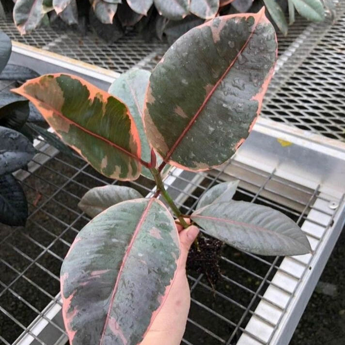 A Ficus elastica 'Ruby' plug with large, glossy leaves featuring vibrant shades of pink and deep green variegation. The new growth shows a rosy tint.