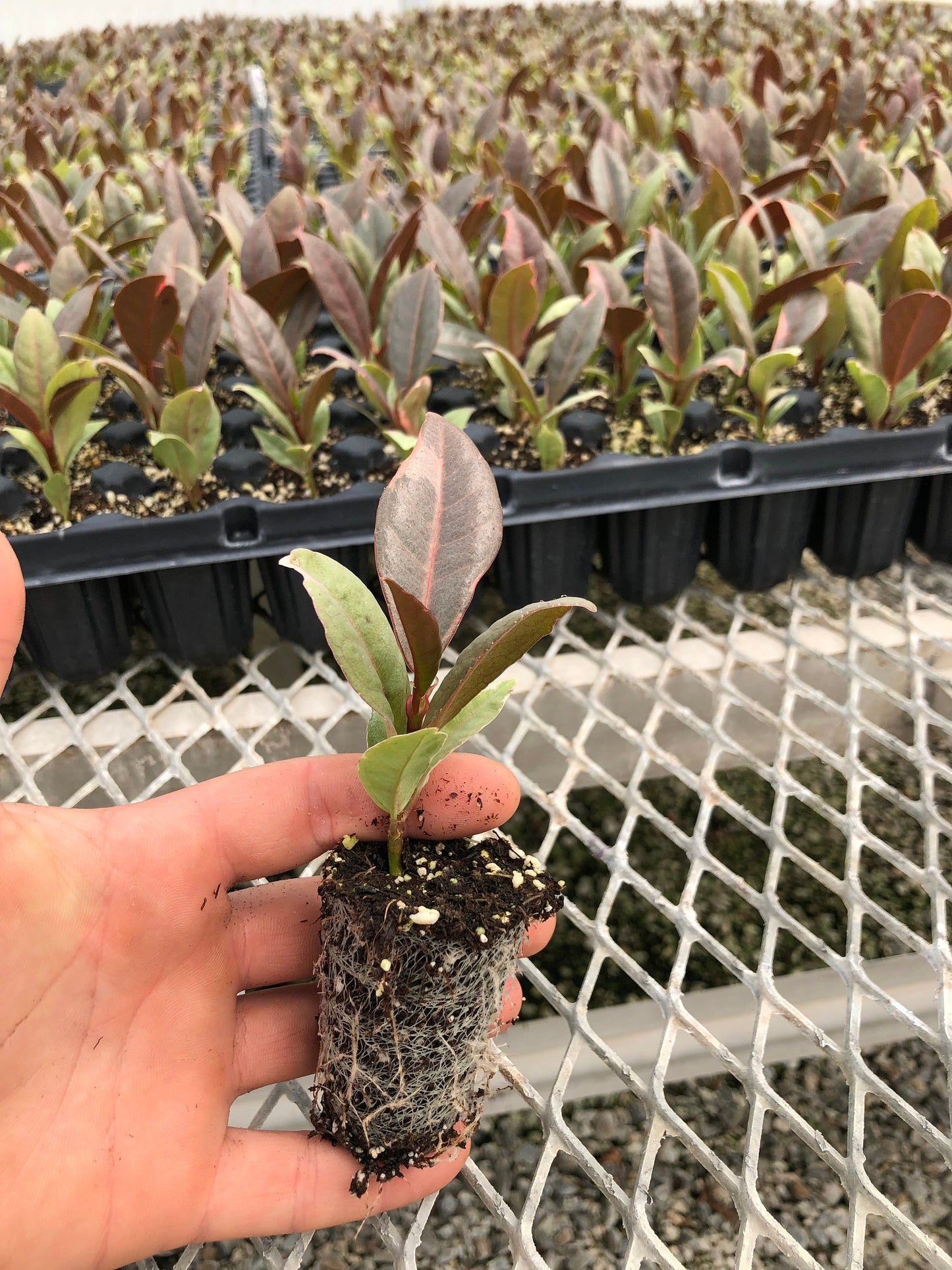 Trays of Ficus elastica 'Ruby' plugs, with one plug pulled out to show detail. The plant is small with new, pink-tinted growth. A developed root system is visible in the compostable soil plug.
