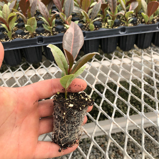 Trays of Ficus elastica 'Ruby' plugs, with one plug pulled out to show detail. The plant is small with new, pink-tinted growth. A developed root system is visible in the compostable soil plug.