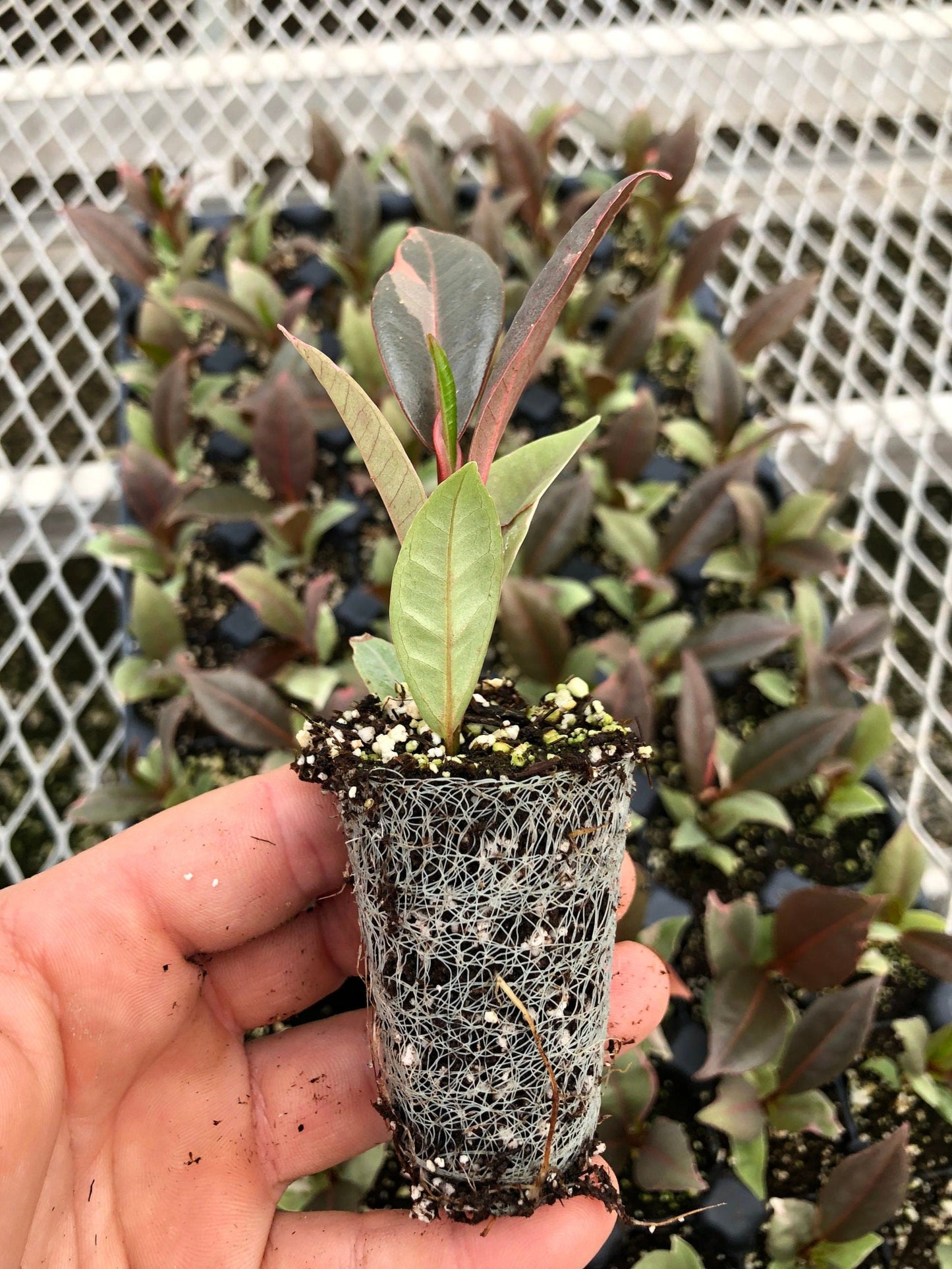 A 72 count tray of Ficus elastica 'Ruby" plugs, with one plug pulled out to show detail. The plug has several new growth leaves, and a developed root system is visible in the compostable soil plug.