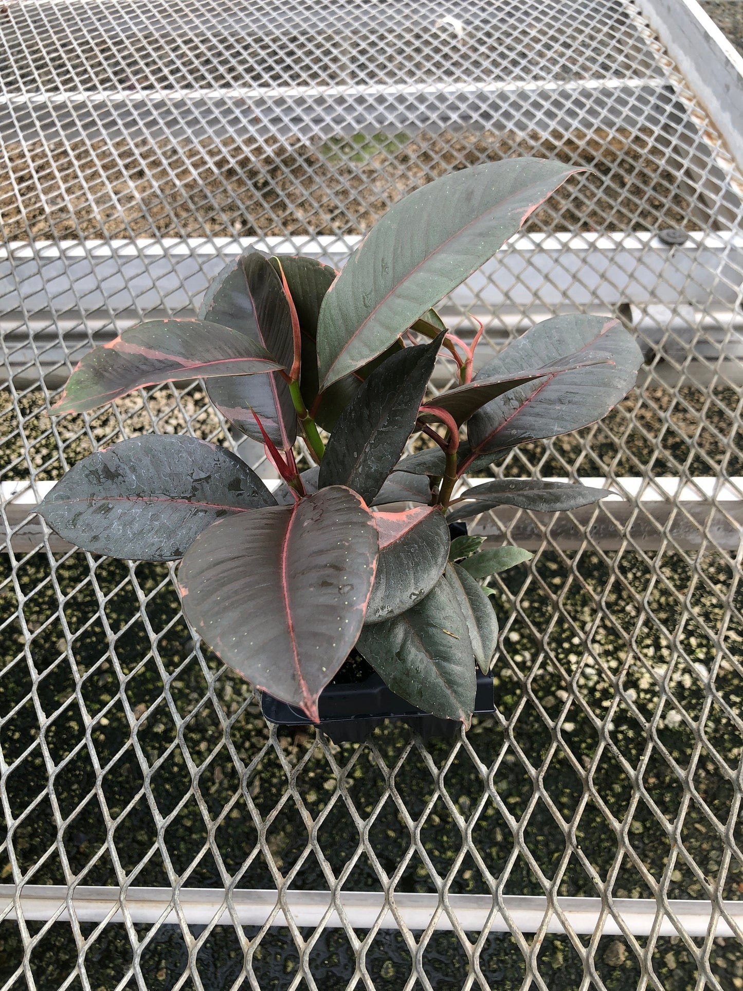 A 4 pack of Ficus elastica 'Ruby' plugs pictured from above. These more mature Ficus elastica 'Ruby' show a mix of dark green and pink variegation, and are highly glossy.