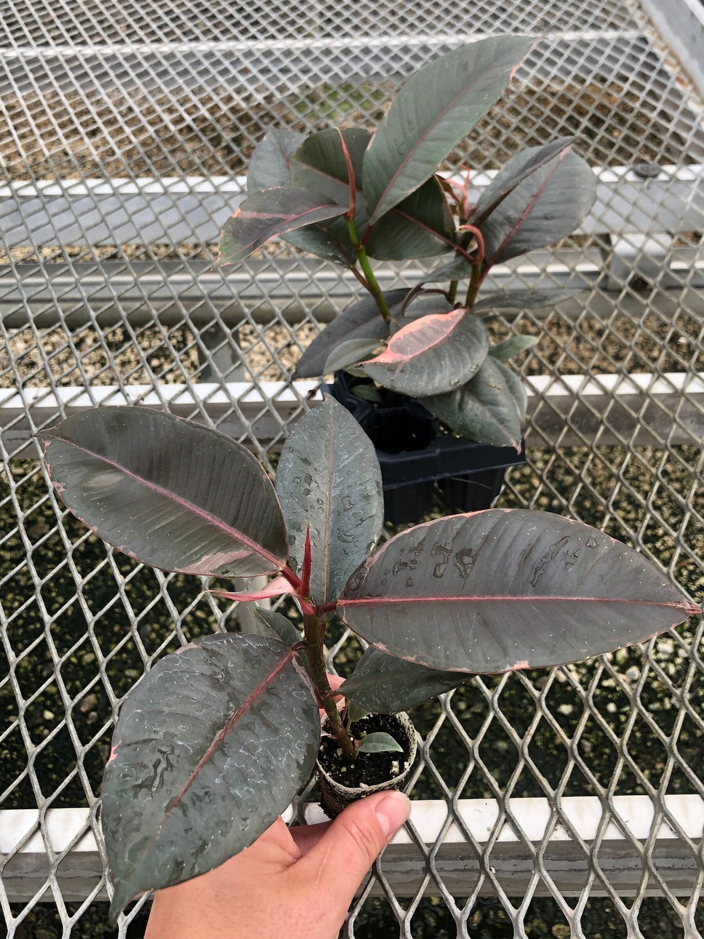 A 4 pack of Ficus elastica 'Ruby' plugs pictured from above, with one plug pulled out to show detail. These more mature Ficus elastica 'Ruby' show a mix of dark green and pink variegation, and are highly glossy.