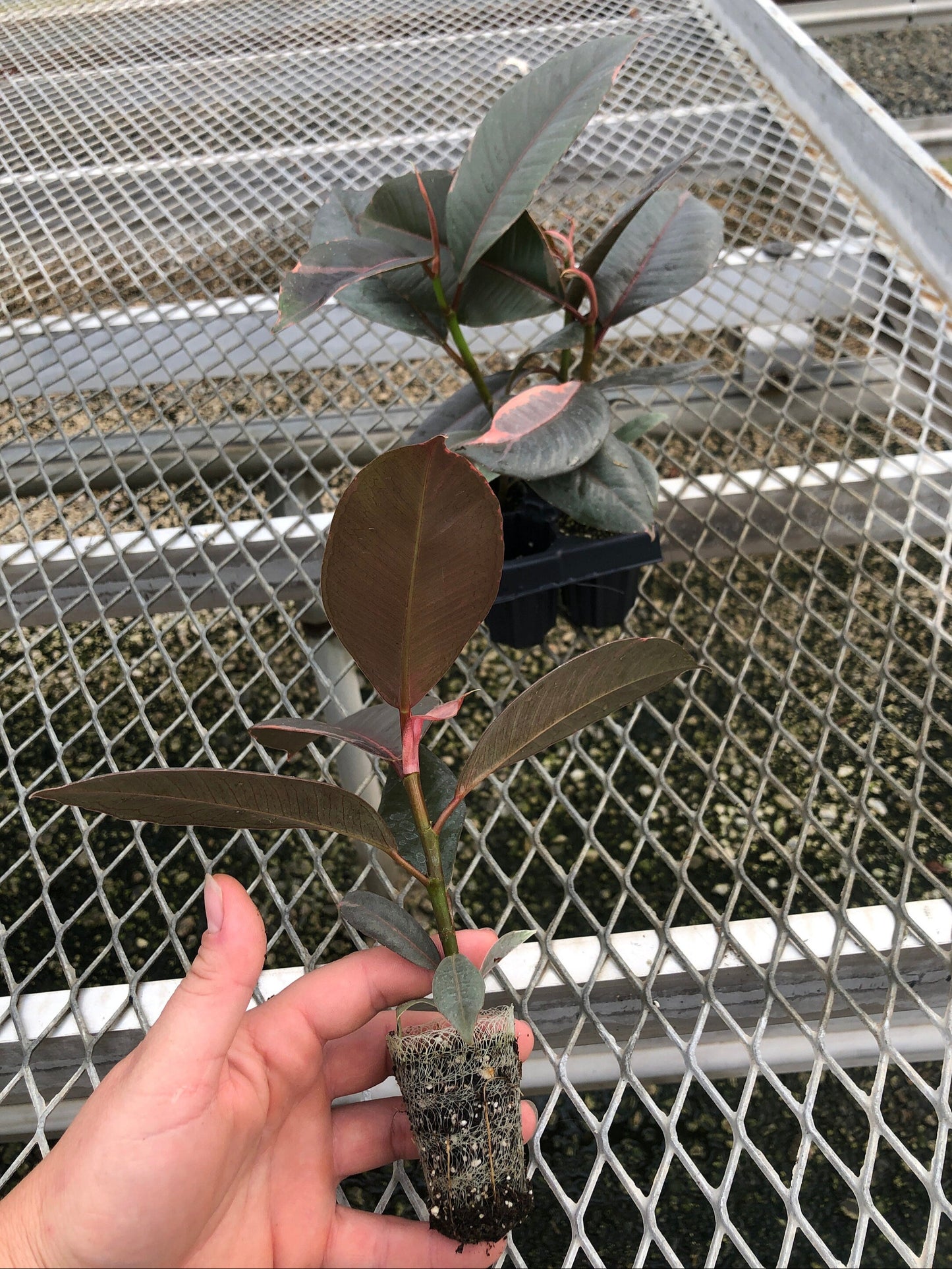 A 4 pack of Ficus elastica 'Ruby' plugs pictured from above, with one plug pulled out to show detail. The Ficus elastica 'Ruby' plugs show a mix of dark green and pink variegation, and are highly glossy. The pulled out plug has a sturdy stem, and roots are visible from the compostable soil pot.