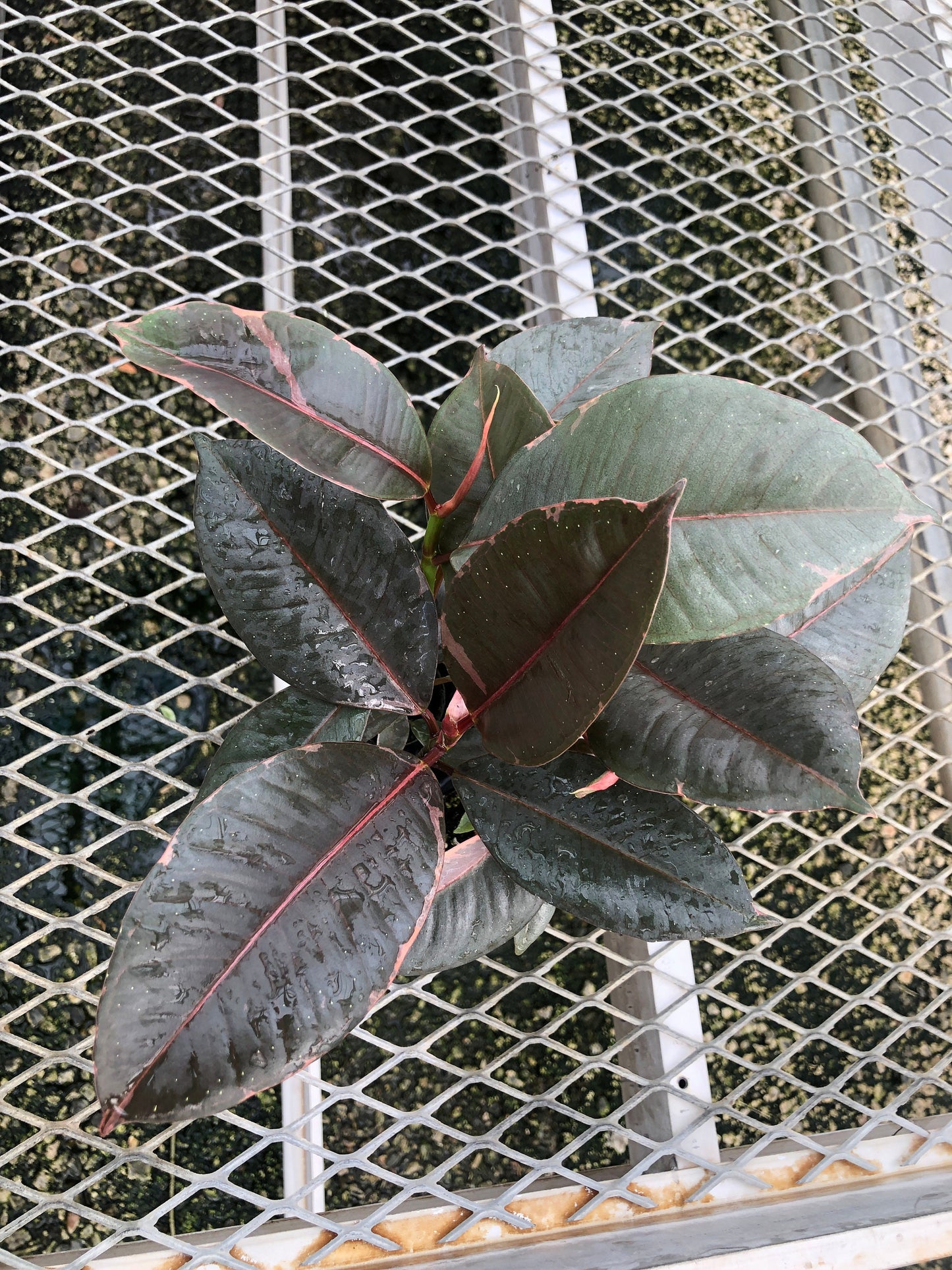A 4 pack of Ficus elastica 'Ruby' plugs pictured from above. The Ficus elastica 'Ruby' plugs show a mix of dark green and pink variegation, and are highly glossy.