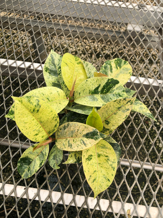A 4 pack of Ficus elastica 'Shivereana' pictured from above. The plants have several large leaves - all are pale green, oval-shaped, and speckled with darker green and cream variegation, creating a marbled appearance. Newer growth has a pink tint.