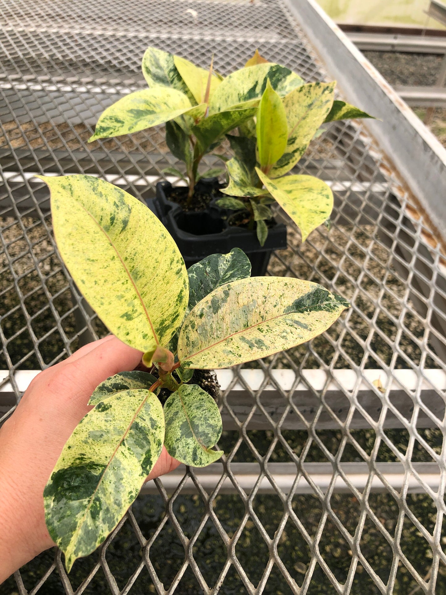 A 4 pack of Ficus elastica 'Shivereana' pictured from the side, with one plug pulled out to show detail. The leaves are a mix of yellow, light green, and darker green, and newer growth is visible with a light pink color.