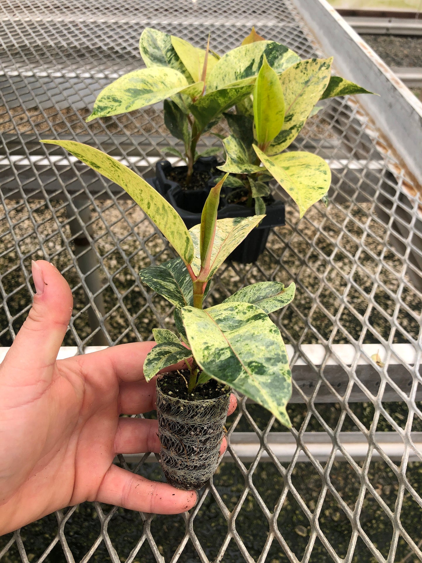 A 4 pack of Ficus elastica 'Shivereana' pictured from the side, with one plug pulled out to show detail. The leaves are a mix of yellow, light green, and darker green, and newer growth is visible with a light pink color. A lightly pink colored stem is visible, plus a compostable soil pot.