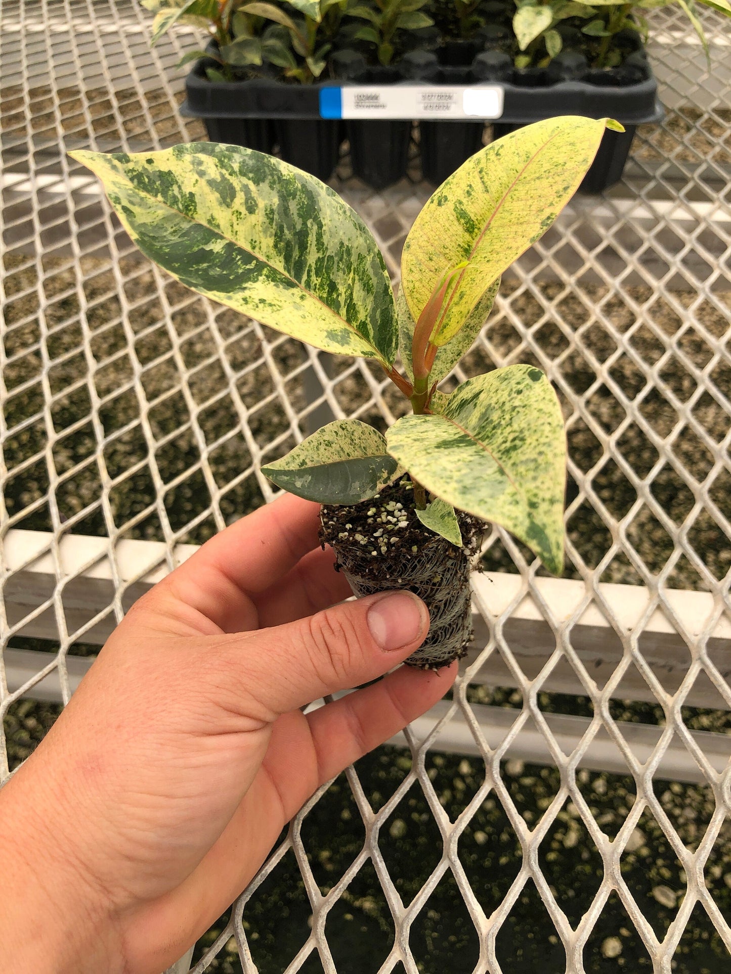 A Ficus elastica 'Shivereana' plug. The plug has a mix of new, pink-tinted new growth and older growth showing the characteristic green and yellow marbling.