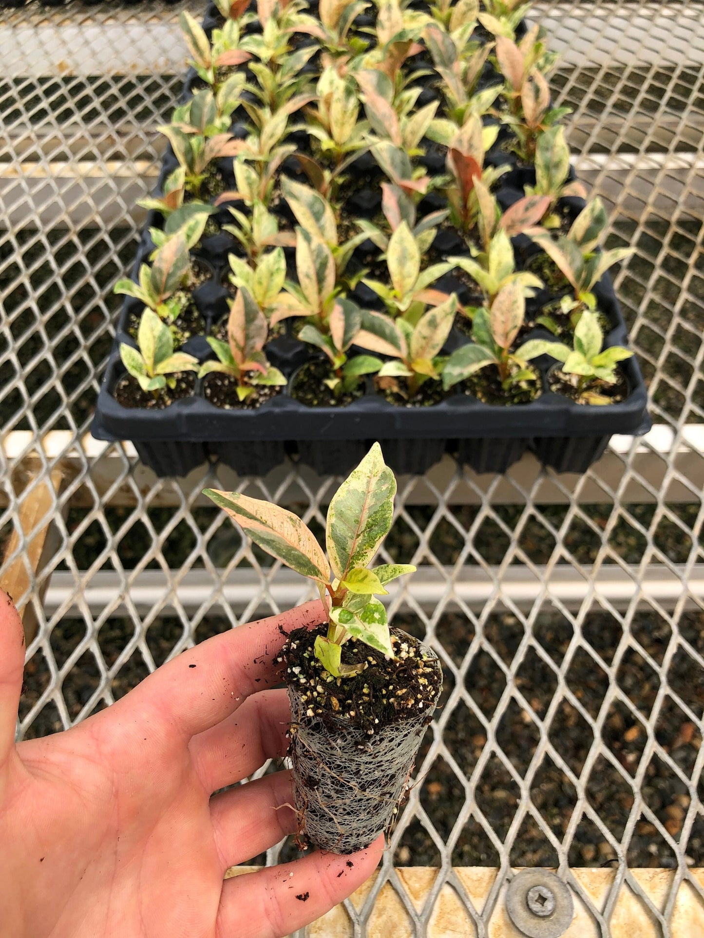 A Ficus elastica 'Shivereana' plug pictured in front of a tray of Ficus elastica 'Shivereana'. The plug and tray behind it have smaller plants with prominent green, yellow, and pink growth.