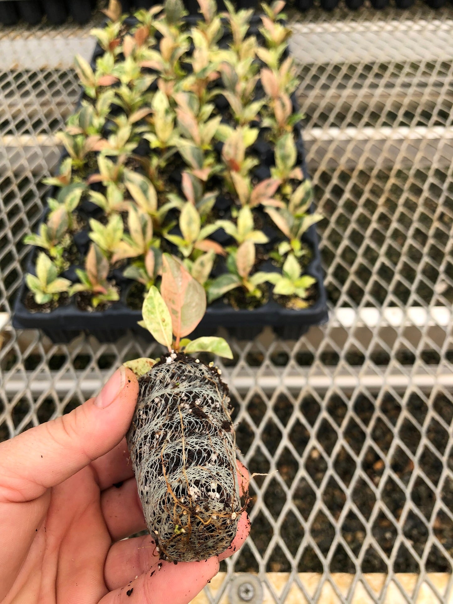 A Ficus elastica 'Shivereana' plug pictured in front of a tray of Ficus elastica 'Shivereana'. The plug has clearly developed roots visible through its compostable soil pot.