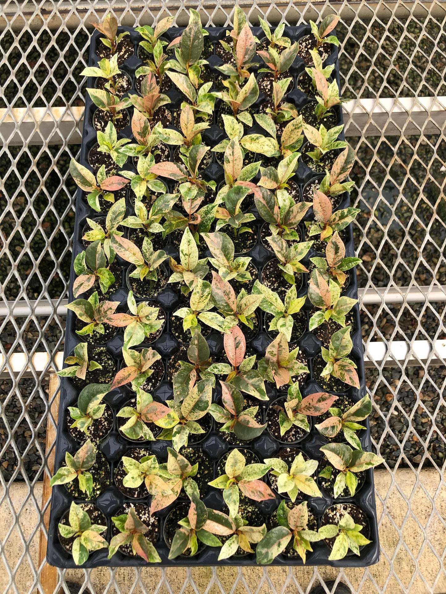 A 72 count tray of Ficus elastica 'Shivereana' plugs pictured from above. The plugs are showing new pink-tinted growth, plus oldered marbled green and yellow growth.