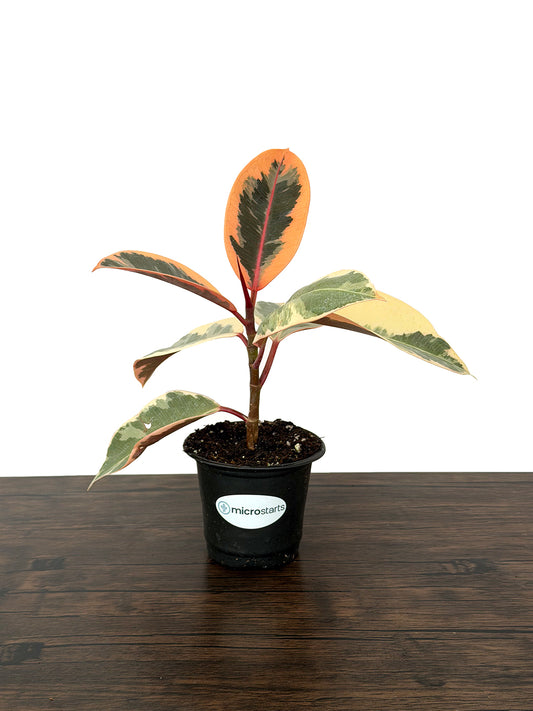 Tineke Rubber Plant