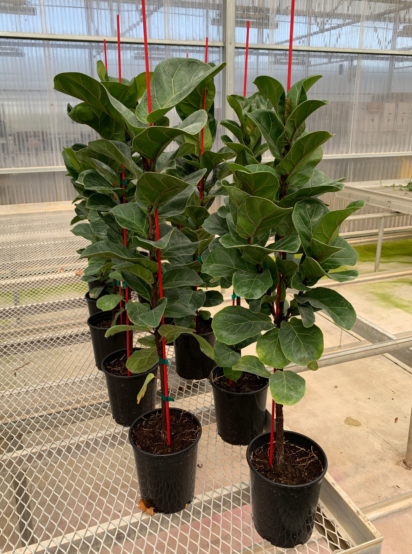 Ficus lyrata 'Bambino'