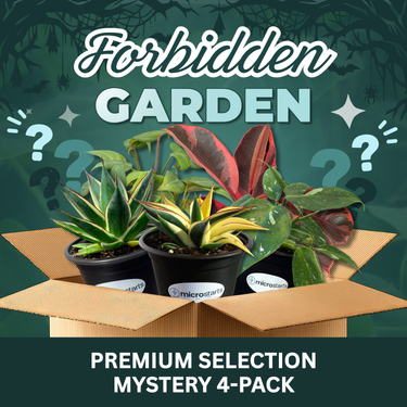 The Forbidden Garden Mystery 4-Pack