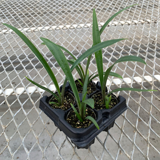 A 4-pack of Furcraea macdougalii in a tray. Each of the plants is in a specialized growcoon, each of which is moist.