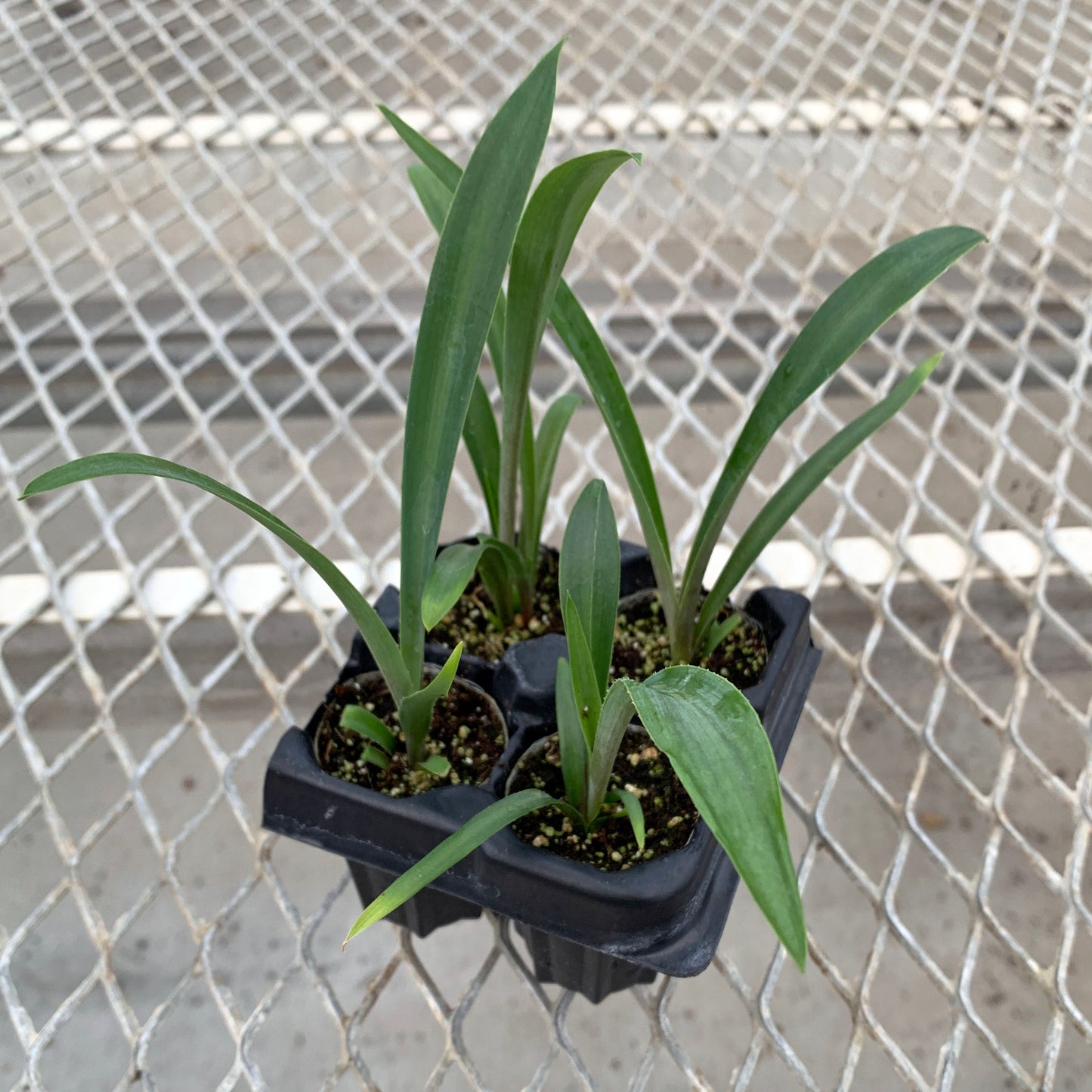 A 4-pack of Furcraea macdougalii in a tray.