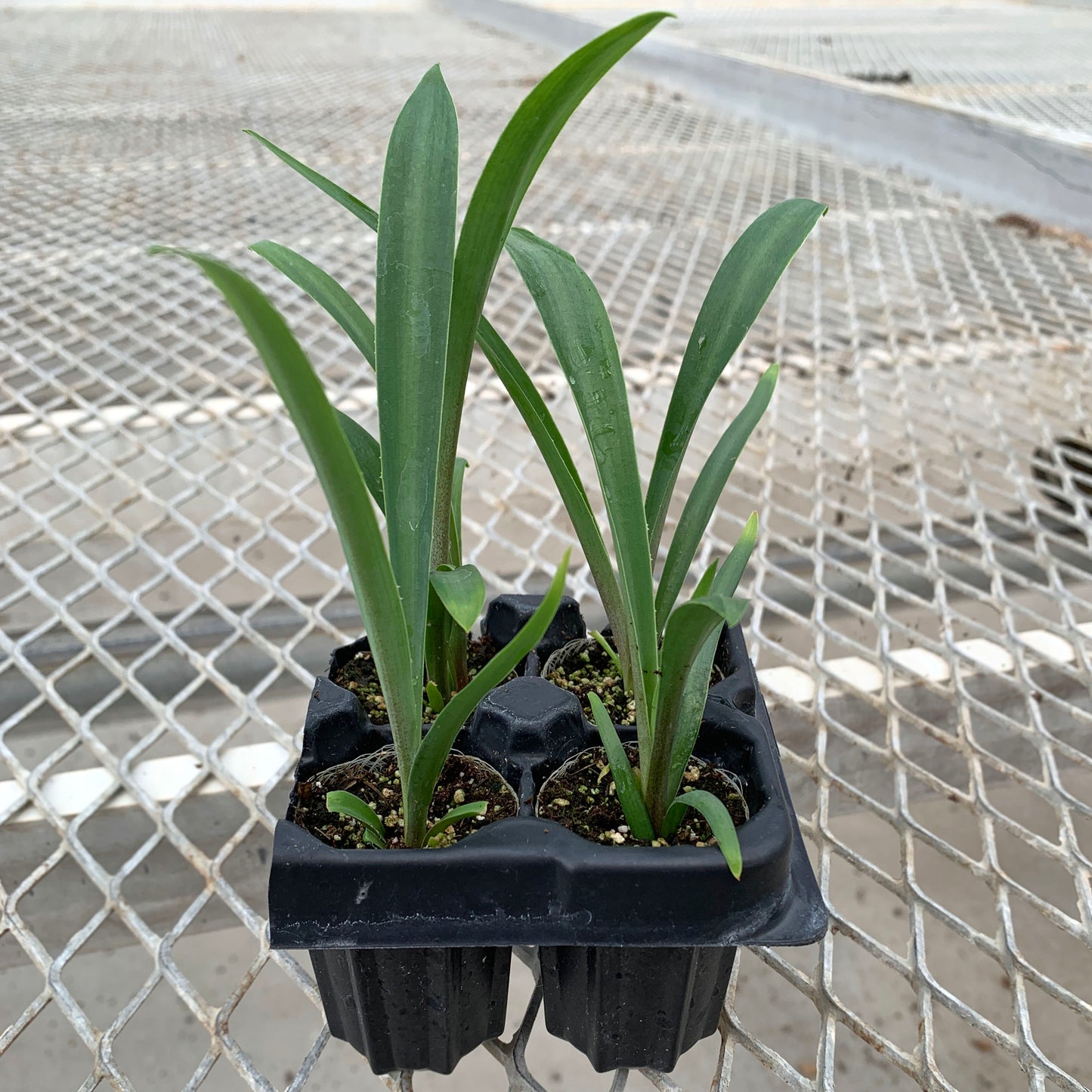 A 4-pack of Furcraea macdougalii in a tray (also known as Mac Dougal's Century Plant or Mac Dougal's Furcraea).