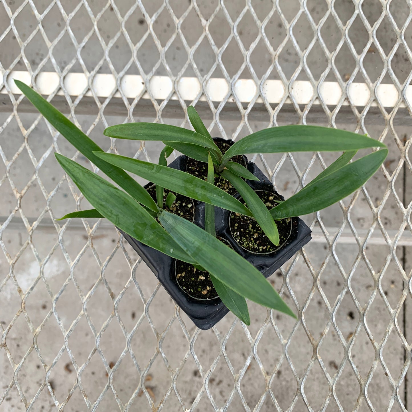 A 4-pack of Furcraea macdougalii in a tray, shown from above.