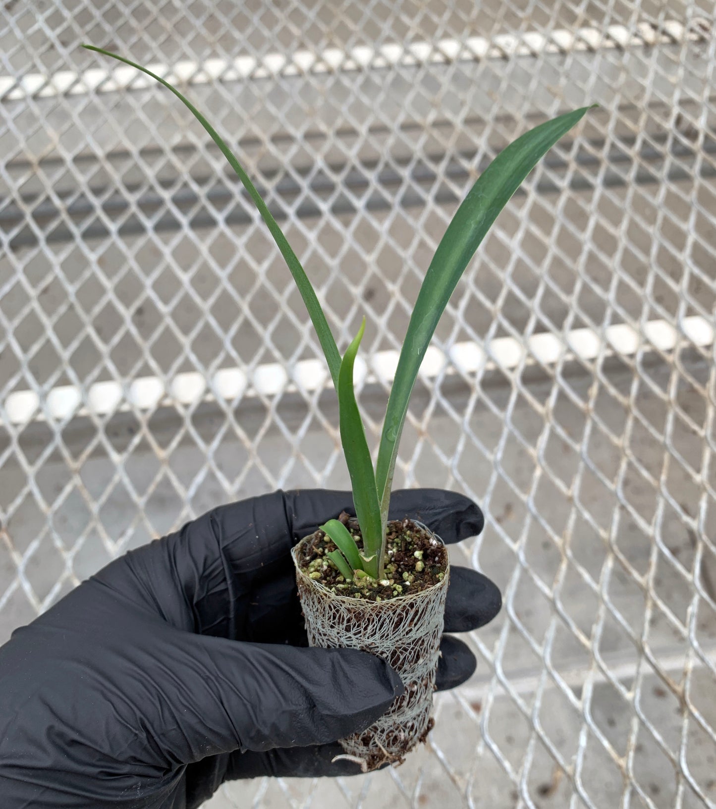 A single Furcraea macdougalii century plant plug from a 4 pack. Roots can be seen growing from out of the biodegradable growcoon.