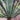An adult Furcraea macdougalii with its trunk-like stem visible.