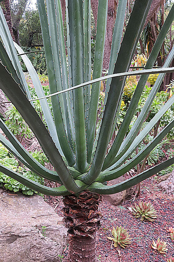 An adult Furcraea macdougalii with its trunk-like stem visible.