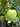 A light green granny apple hanging from a granny apple tree. The apple is shiny and surrounded by bright green leaves.