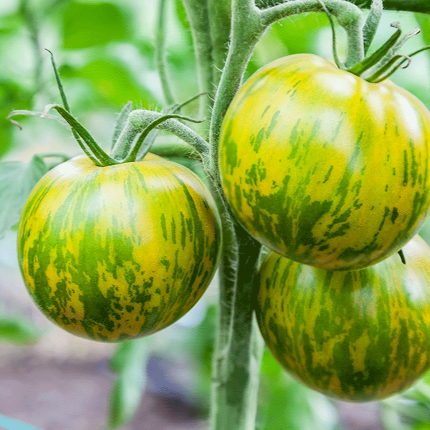 Green Zebra Tomato