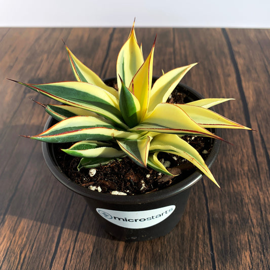 Half-Moon Reverse Variegated Blue Glow Agave