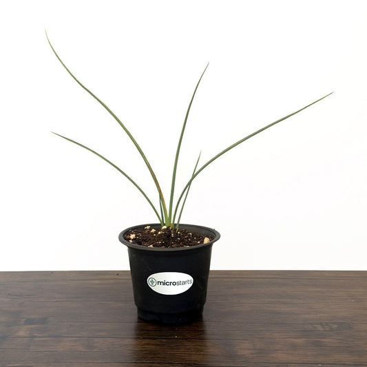 Yellow Hesperaloe