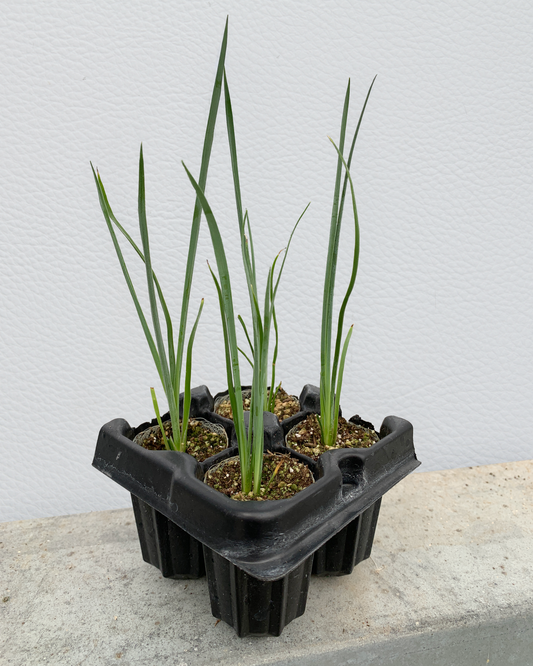 A 4-pack of Hesperaloe 'Desert Red' in a tray. Each of the plants is in a specialized growcoon, helping with root development and naturally degrading when planted.