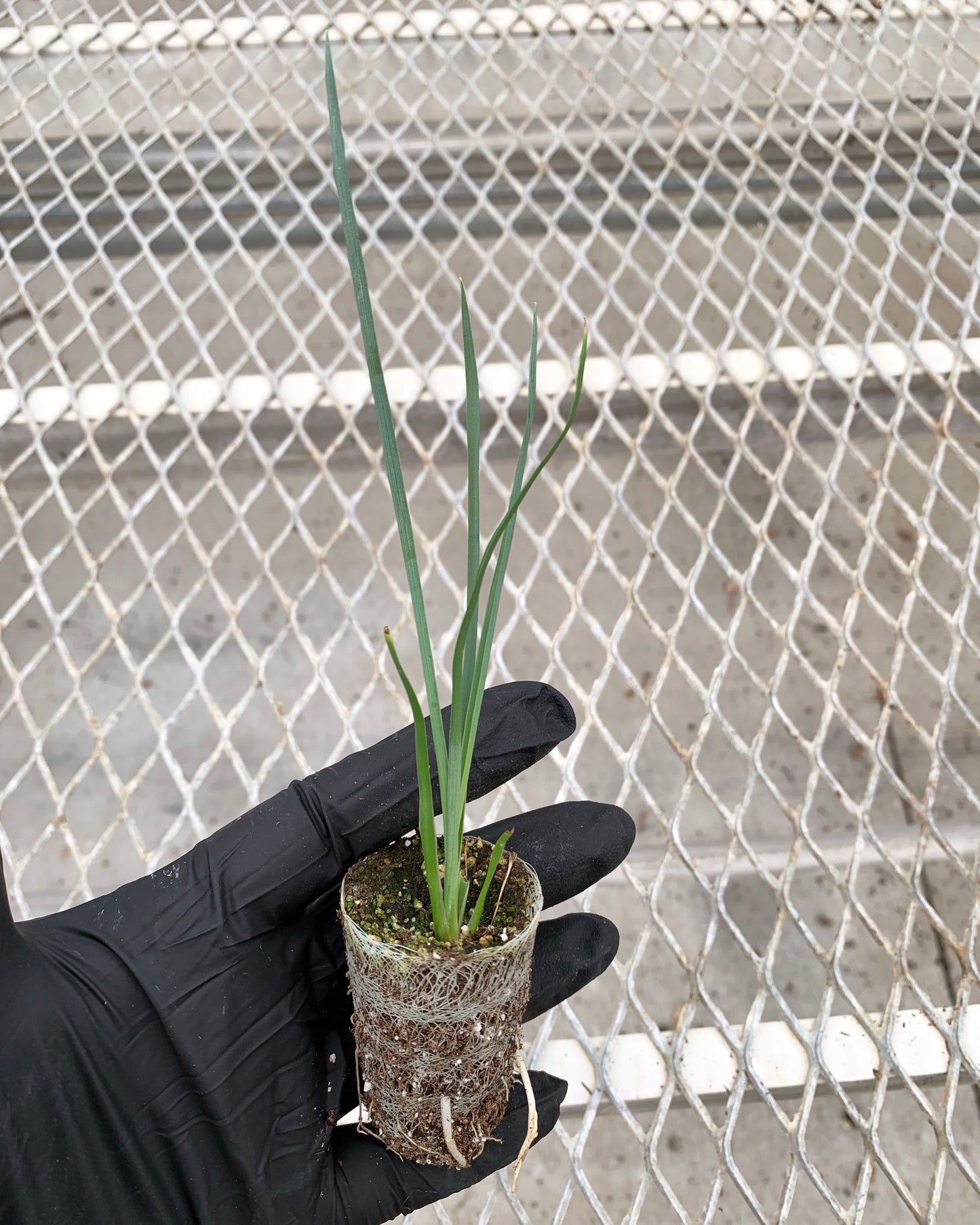 A single Hesperaloe 'Desert Red' starter plant from a 4 pack. Roots can be seen growing from out of the biodegradable growcoon.