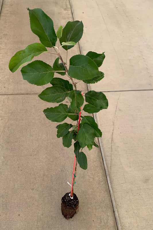 A honeycrisp apple tree in a jumbo ellepot. The tree has numerous large, green leaves, and the soil in the ellepot appears moist.