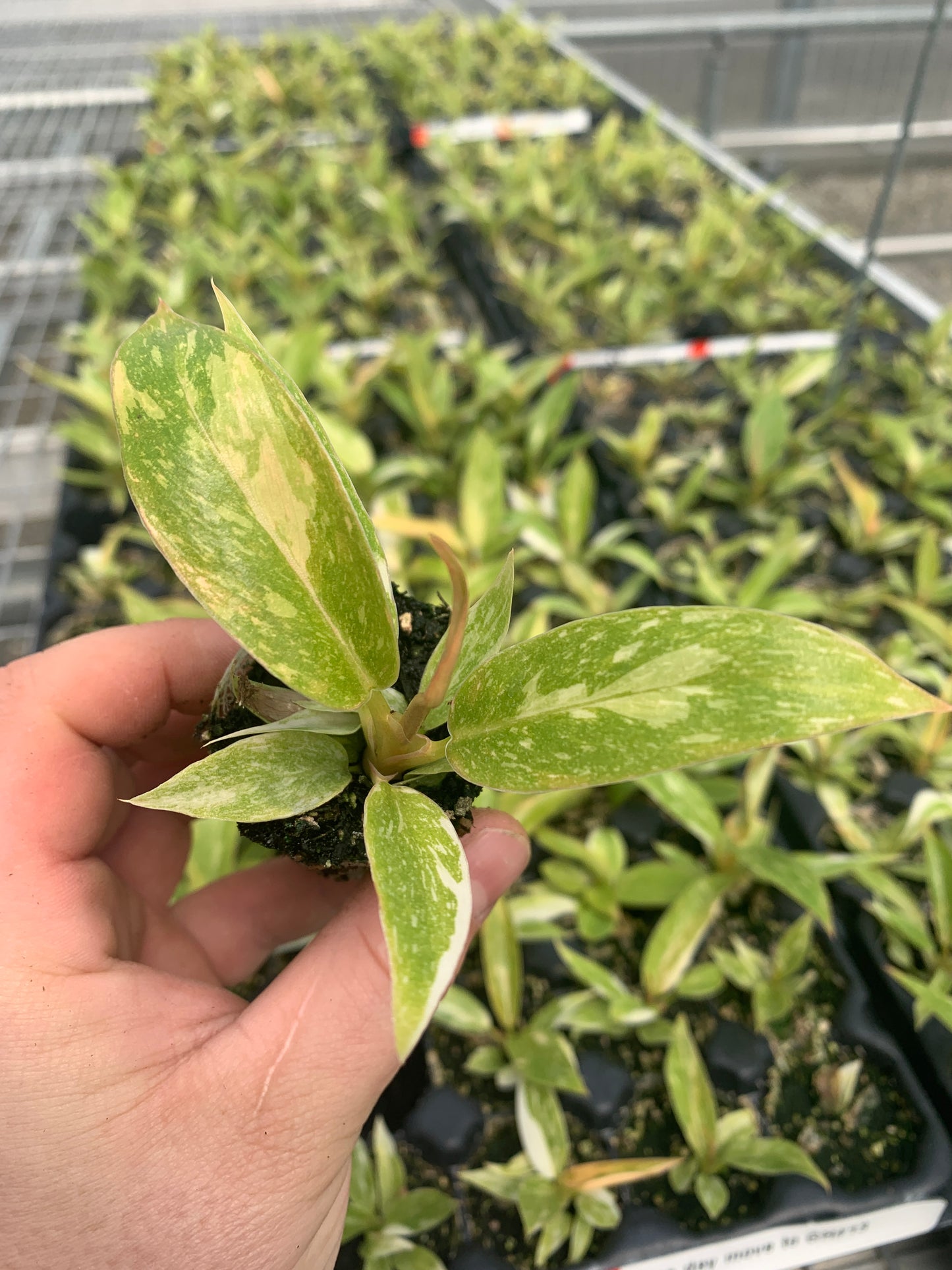 Variegated Philodendron 'Ring of Fire' Starter Plants - MicroStarts Plant Plugs
