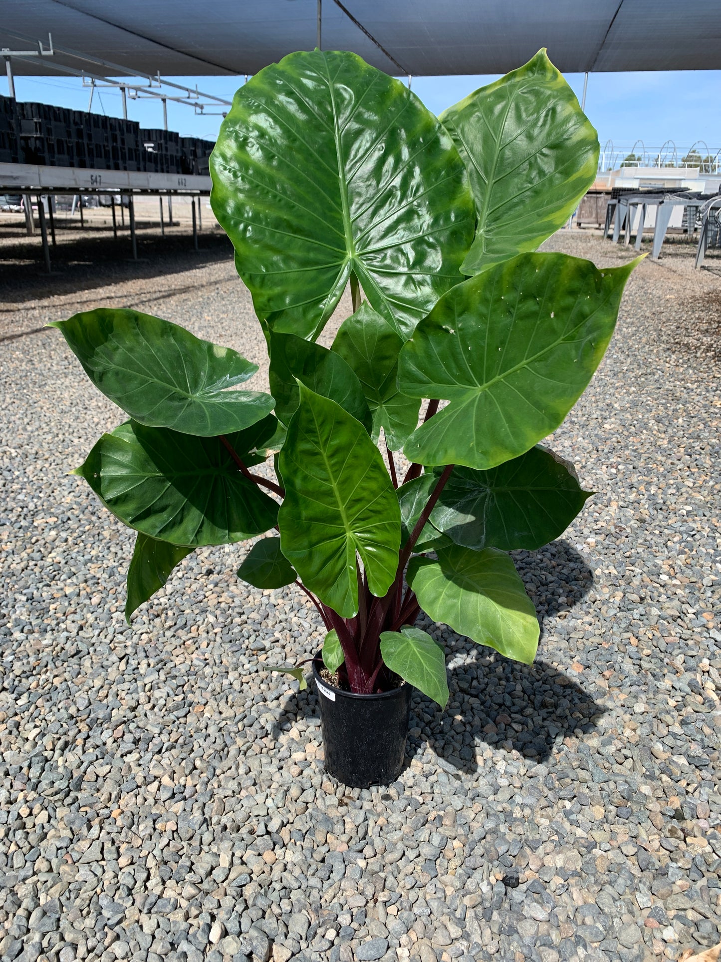 Alocasia 'Imperial Red' Elephant Ear 1 Gallon Plants - MicroStarts