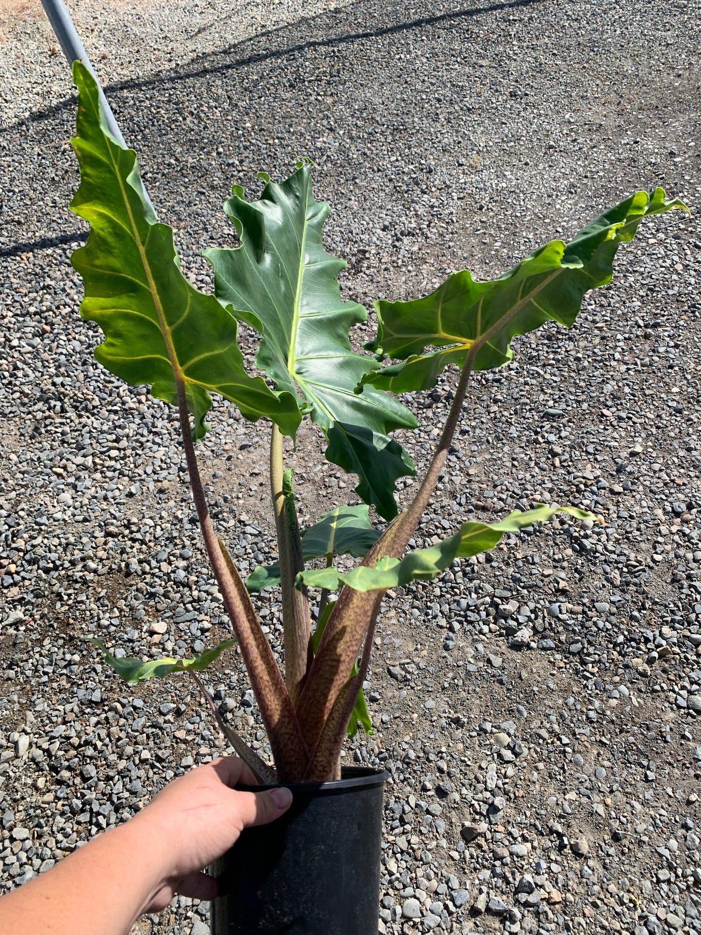 Alocasia 'Golden Dragon' 1 Gallon Plants - MicroStarts