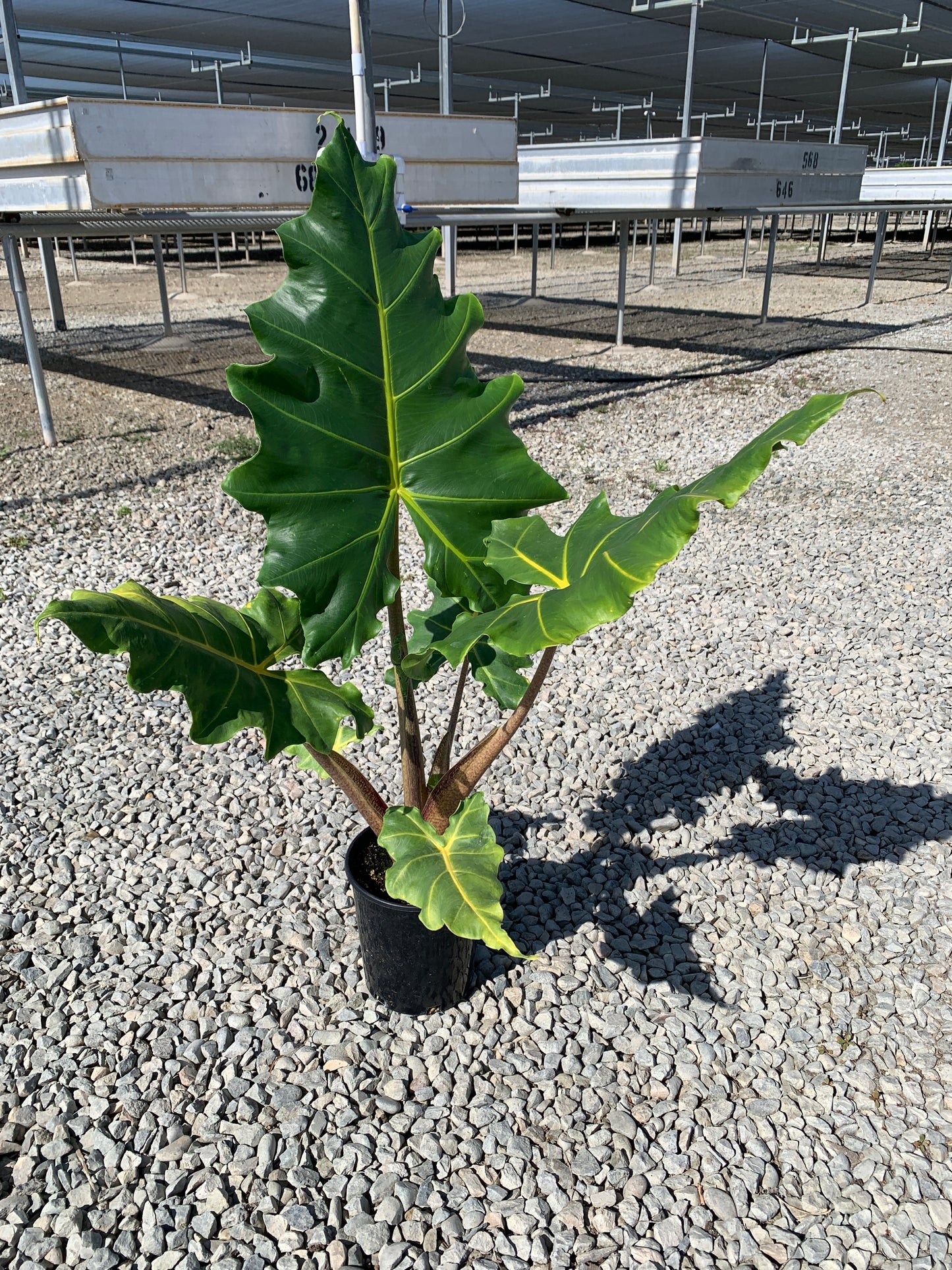 Alocasia 'Golden Dragon' 1 Gallon Plants - MicroStarts