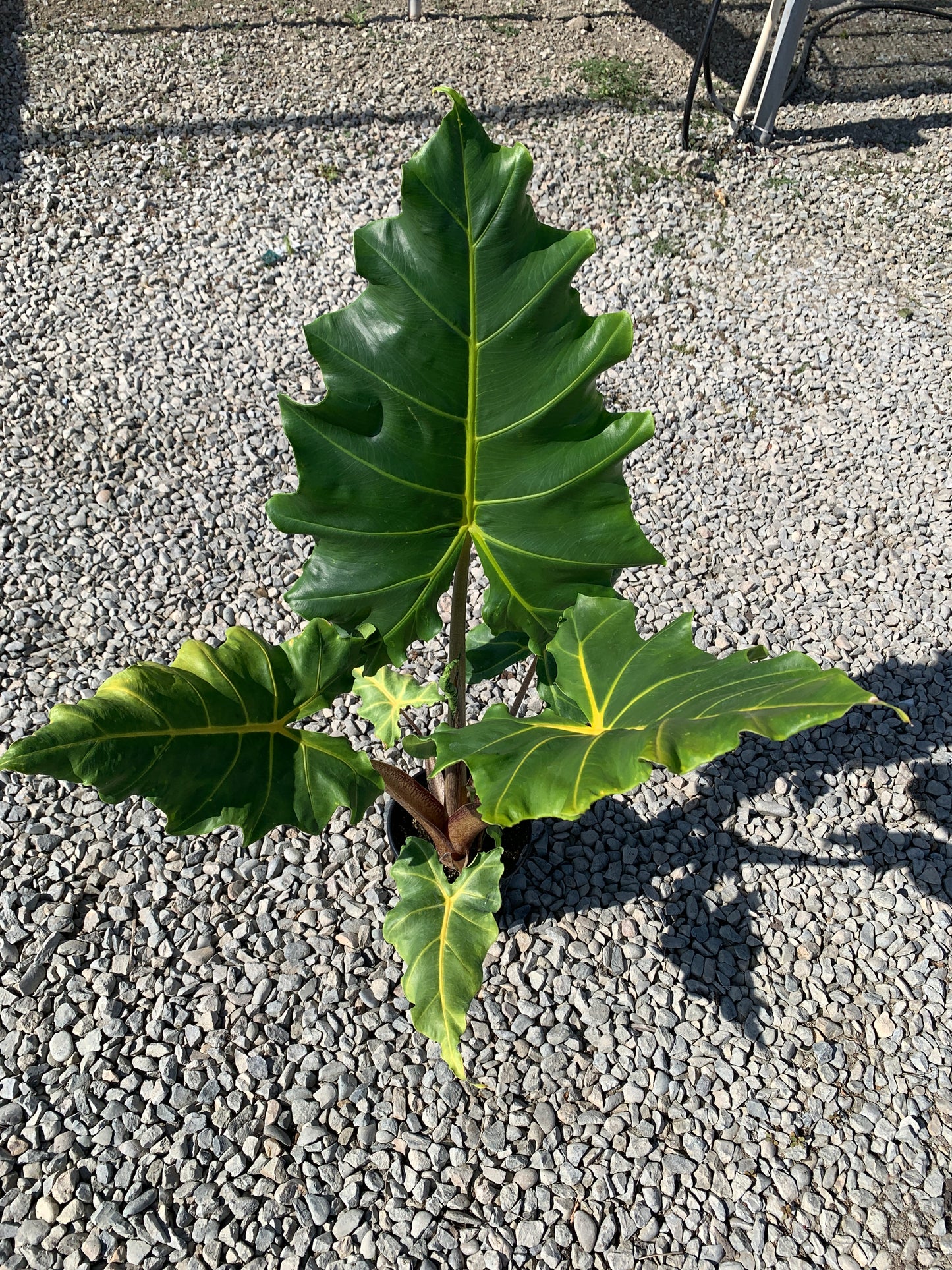 Alocasia 'Golden Dragon' 1 Gallon Plants - MicroStarts